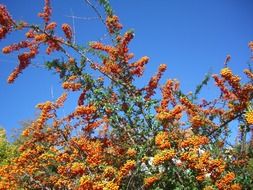 sea buckthorn bush in bloom