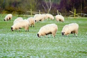 Sheeps on grass on the farm