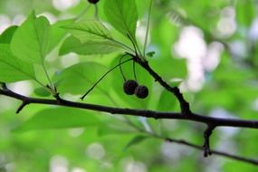 Green malus apple on the tree