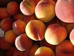 peaches fruit