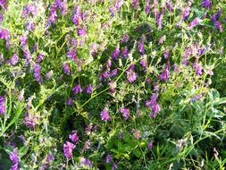 wildflowers in their natural environment