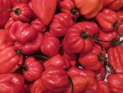 sharp habanero red peppers macro