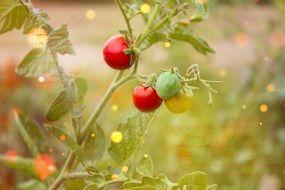 cherry tomatoes on a branch in the garden close-up on blurred background