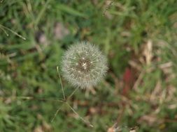 White dandelion flower on the field