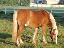 the brown horse eating grass in a pasture