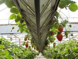 ripe strawberries in the greenhouse