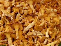 Cantharellus cibarius