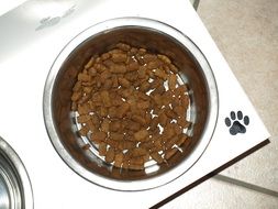 the dog food is in the dog bowl