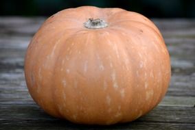 orange autumn pumpkin