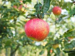 red frisch apple tree fruit healthy and vitamins