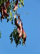 legumes honey locust tree