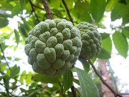 Green sugarapples are growing on the sugarapple tree