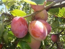 ripe plums on the tree close up