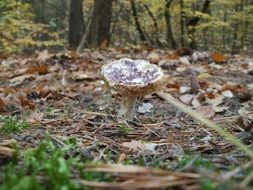 mushroom growing forest
