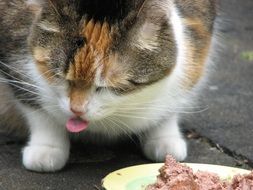 cat eats food outside