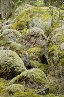 mossy stones in a forest
