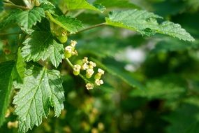 currant blossom on the bush