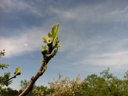 fig tree in nature at blue sky background with white clouds