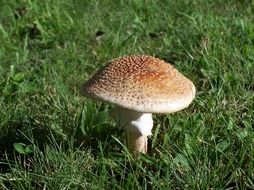 mushroom with scratchy pileus