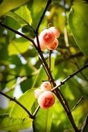 Jumbo fruit