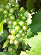 bunches of green grapes in the sunlight