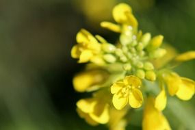 yellow delicate flower