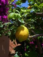 Citrus lemon tree