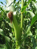 corn maize field food single