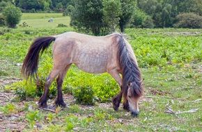 pony horse