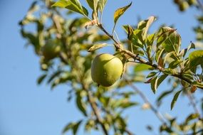 green apple on branch