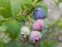 unripe blueberries on a bush close-up