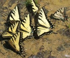 butterfly insect group close-up