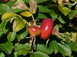 ripe rose hip on a bush in the sun close-up