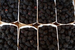 blackberries packed in boxes for sale