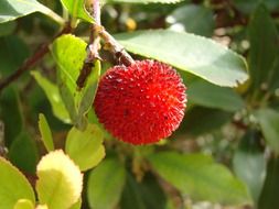 red exotic fruit on the tree