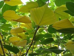 yellow and green leaves on a tree