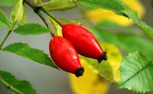 bright fruits of a wild rose close-up