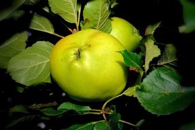 green apple tree in green leaves