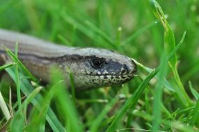 grey reptile in grass close-up on blurred background