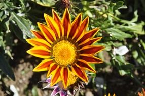 flower bed in te botanical garden