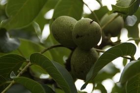 green walnut on te tree