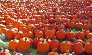 Pumpkin harvest in Autumn in November