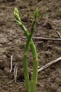 Small asparagus plant is growing on the ground