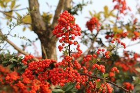 red berries as an autumn crop