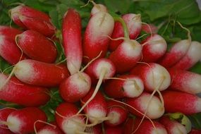 red and white radishes