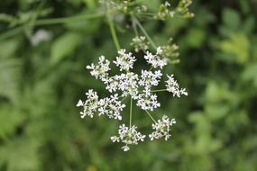 white small flowers of the tree