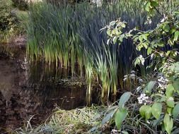 Reed swamp vegetation