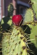 prickly pear cactus blossom