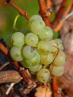 sweet green grapes on branches on the sun