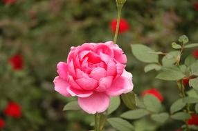 pink flower on the stem